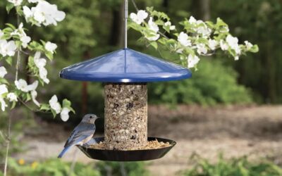 Creating Joy, One Bird at a Time: Lessons in Leadership