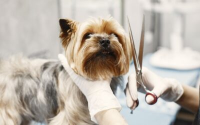 Stress-Free Grooming Is a Community Strategy
