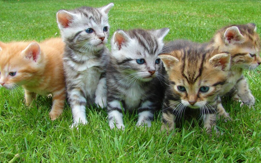 Cats, Coffee, and Conscious Franchising