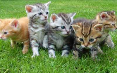 Cats, Coffee, and Conscious Franchising